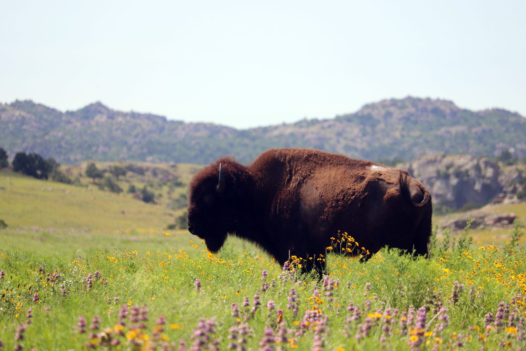 American bison in a grassy meadow